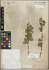 Foto von Salix myrsinifolia Salisb.